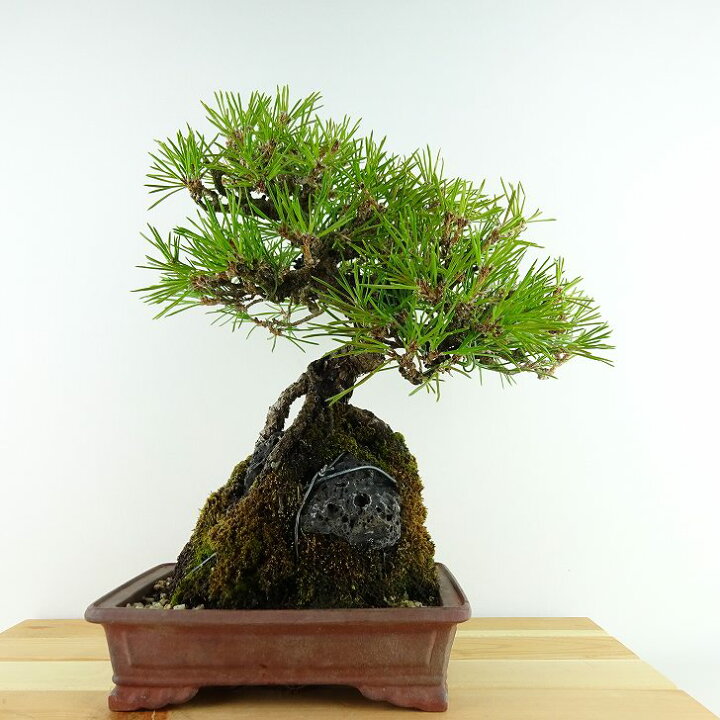 楽天市場】盆栽 松 黒松 樹高 約27cm くろまつ Pinus thunbergii