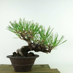 ~    20cm ܂ Pinus thunbergii N}c }c ΐjt Ϗܗp i i 
