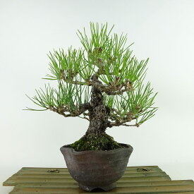 盆栽 松 黒松 樹高 約21cm くろまつ Pinus thunbergii クロマツ マツ科 常緑針葉樹 観賞用 現品 送料無料