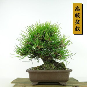 ~    21cm ܂ ~ Pinus thunbergii N}c }c ΐjt Ϗܗp i