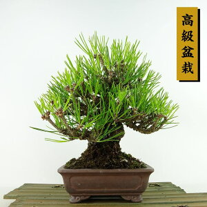 ~    20cm ܂ ~ Pinus thunbergii N}c }c ΐjt Ϗܗp i i