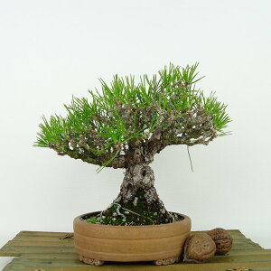 ~    18cm ܂ Pinus thunbergii N}c }c ΐjt Ϗܗp i i