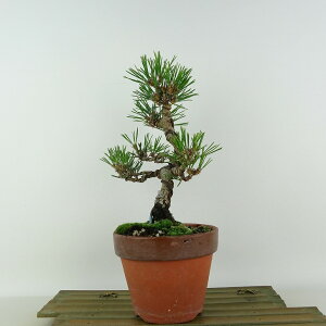 ~    23cm ܂ Pinus thunbergii N}c }c ΐjt Ϗܗp i 