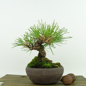 ~    14cm ܂ Pinus thunbergii N}c }c ΐjt Ϗܗp i i