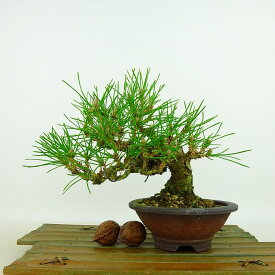 盆栽 松 黒松 樹高 約14cm くろまつ Pinus thunbergii クロマツ マツ科 常緑針葉樹 観賞用 小品 現品
