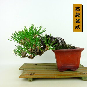 ~    ㉺ 17cm ܂ ~ Pinus thunbergii N}c }c ΐjt Ϗܗp i i