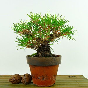 ~    14cm ܂ Pinus thunbergii N}c }c ΐjt Ϗܗp i i
