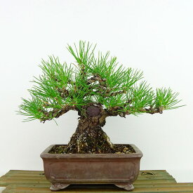 盆栽 松 黒松 樹高 約 17cm くろまつ Pinus thunbergii クロマツ マツ科 常緑針葉樹 観賞用 小品 現品