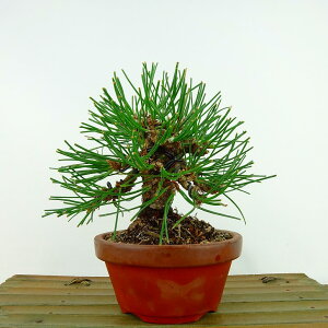 ~    14cm ܂ Pinus thunbergii N}c }c ΐjt Ϗܗp i i