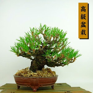 ~    20cm ܂ ~ Pinus thunbergii N}c }c ΐjt Ϗܗp i i