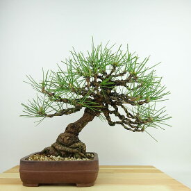 盆栽 松 黒松 樹高 約26cm くろまつ Pinus thunbergii クロマツ マツ科 常緑針葉樹 観賞用 現品 送料無料