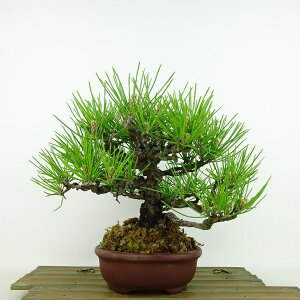 ~    20cm ܂ Pinus thunbergii N}c }c ΐjt Ϗܗp i i