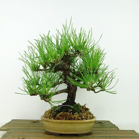 盆栽 松 黒松 樹高 約22cm くろまつ Pinus thunbergii クロマツ マツ科 常緑針葉樹 観賞用 現品