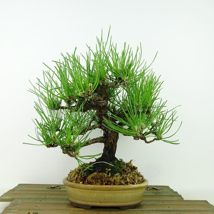楽天市場】盆栽 松 黒松 樹高 約22cm くろまつ Pinus thunbergii 