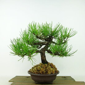 盆栽 松 黒松 樹高 約22cm くろまつ Pinus thunbergii クロマツ マツ科 常緑針葉樹 観賞用 現品