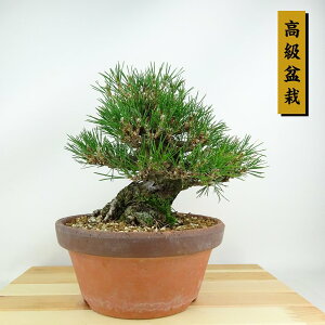 ~    20cm ܂ ~ Pinus thunbergii N}c }c ΐjt Ϗܗp i i