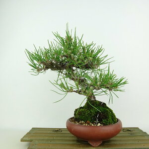 ~    20cm ܂ Pinus thunbergii N}c }c ΐjt Ϗܗp i i 