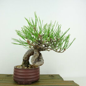 盆栽 松 黒松 樹高 約18cm くろまつ Pinus thunbergii クロマツ マツ科 常緑針葉樹 観賞用 小品 現品 送料無料