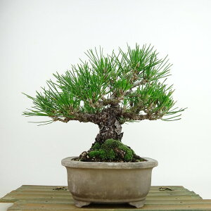 ~    17cm ܂ Pinus thunbergii N}c }c ΐjt Ϗܗp i i