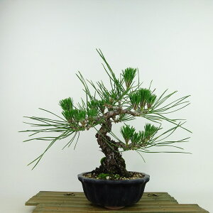 ~    22cm ܂ Pinus thunbergii N}c }c ΐjt Ϗܗp i 