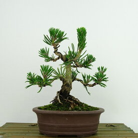 盆栽 松 黒松 寸松 樹高 約16cm くろまつ Pinus thunbergii クロマツ 寸松 マツ科 常緑針葉樹 観賞用 小品 現品