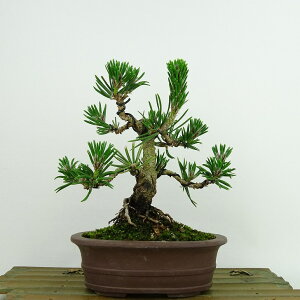~     16cm ܂ Pinus thunbergii N}c  }c ΐjt Ϗܗp i i 