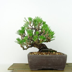 ~    16cm ܂ Pinus thunbergii N}c }c ΐjt Ϗܗp i i