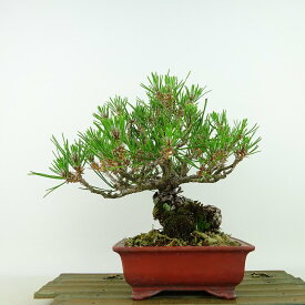盆栽 松 黒松 樹高 約19cm くろまつ Pinus thunbergii クロマツ マツ科 常緑針葉樹 観賞用 小品 現品