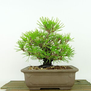 ~    16cm ܂ Pinus thunbergii N}c }c ΐjt Ϗܗp i i 