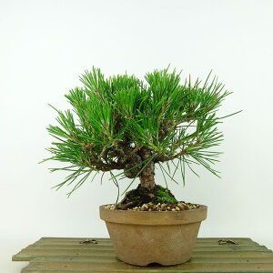 ~    16cm ܂ Pinus thunbergii N}c }c ΐjt Ϗܗp i i 