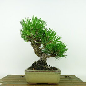 盆栽 松 黒松 樹高 約18cm くろまつ Pinus thunbergii クロマツ マツ科 常緑針葉樹 観賞用 小品 現品