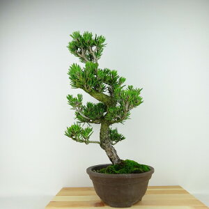 ~     38cm ܂ Pinus thunbergii N}c }c ΐjt Ϗܗp i