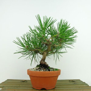 ~    17cm ܂ Pinus thunbergii N}c }c ΐjt Ϗܗp i i 