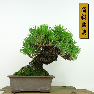 ~    17cm ܂ ~ Pinus thunbergii N}c }c ΐjt Ϗܗp i i