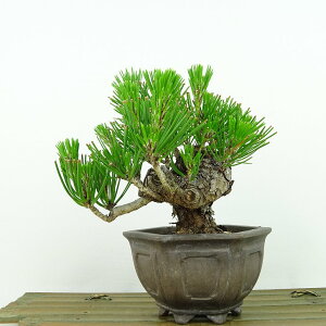 ~    12cm ܂ Pinus thunbergii N}c }c ΐjt Ϗܗp i i 