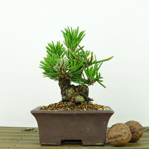 ~     9cm ܂ Pinus thunbergii N}c  }c ΐjt Ϗܗp i i