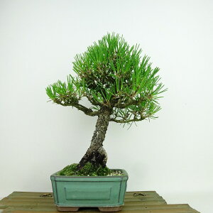 ~    24cm ܂ Pinus thunbergii N}c }c ΐjt Ϗܗp i 
