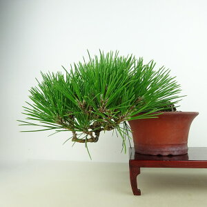 ~    ㉺ 17cm ܂ Pinus thunbergii N}c }c ΐjt Ϗܗp i i