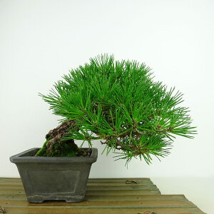 ~    ㉺ 16cm ܂ Pinus thunbergii N}c }c ΐjt Ϗܗp i i