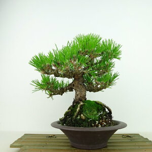~    20cm ܂ Pinus thunbergii N}c }c ΐjt Ϗܗp i i 