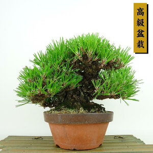 ~    16cm ܂ ~ Pinus thunbergii N}c }c ΐjt Ϗܗp i i