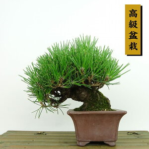 ~    13cm ܂ ~ Pinus thunbergii N}c }c ΐjt Ϗܗp i i
