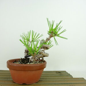 ~   o藳  13cm ܂ Pinus thunbergii N}c }c ΐjt Ϗܗp i i 