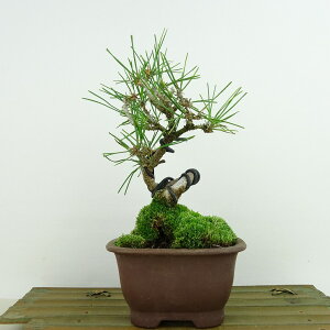 ~    18cm ܂ Pinus thunbergii N}c }c ΐjt Ϗܗp i i 