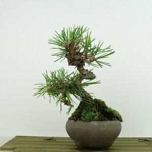 ~    16cm ܂ Pinus thunbergii N}c }c ΐjt Ϗܗp i i 