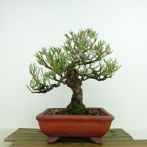 ~    18cm ܂ Pinus thunbergii N}c }c ΐjt Ϗܗp i i