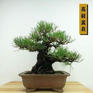~    25cm ܂ ~ Pinus thunbergii N}c }c ΐjt Ϗܗp i