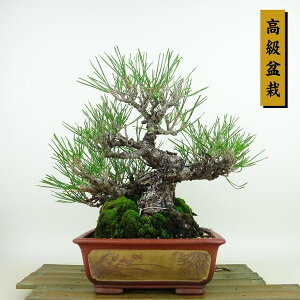 ~    23cm ܂ ~ Pinus thunbergii N}c }c ΐjt Ϗܗp i