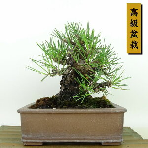 ~    15cm ܂ ~ Pinus thunbergii N}c }c ΐjt Ϗܗp i i