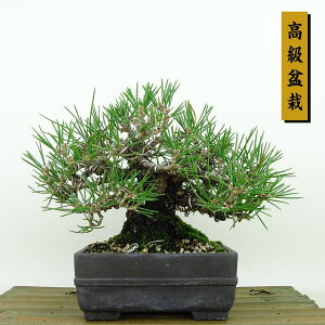 ~    14cm ܂ ~ Pinus thunbergii N}c }c ΐjt Ϗܗp i i